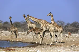 A herd of giraffes at the small Namutoni waterhole in Etosha National Park in Namibia
