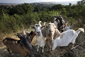 Herd of goats in the Rhoen, Fladungen