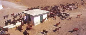 Herd of goats at waterhole in Granada province