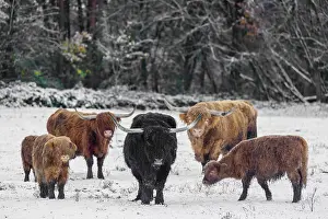 A herd of Highland cattle (Bos primigenius taurus) stands on a snow-covered pasture