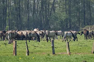 Herd of horses on a fenced pasture in front of a forest in clear weather
