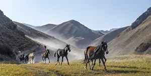 Herd of horses galloping over a hill