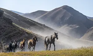Herd of horses galloping over a hill and raising dust