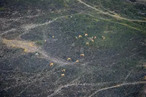 Herd of impalas (Aepyceros melampus)