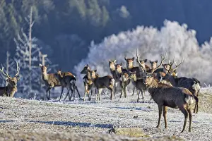 A herd of Japanese sika deer (Cervus nippon nippon) stands on a frost-covered meadow in hilly terrain