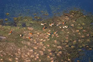 Herd of letschwe (Kobus leche)