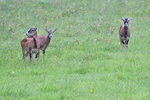A herd of Mouflon on a meadow. European mouflon in Saxony