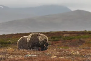 Herd of musk oxen (Ovibos moschatus)