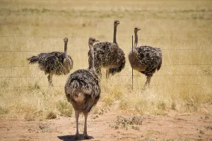 Herd of ostrich standing in fenced national park in Africa