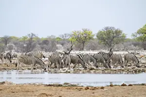 Herd of plains zebra (Equus quagga) at a waterhole