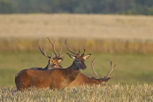 Herd of Red Deer (Cervus elaphus) stags feeding in cornfield in summer