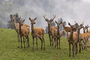 A herd of red deer (Cervus elaphus) standing on a meadow