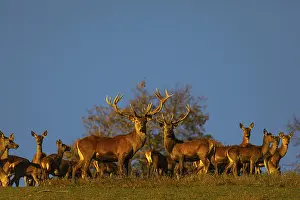 A herd of red deer (Cervus elaphus) standing on a meadow