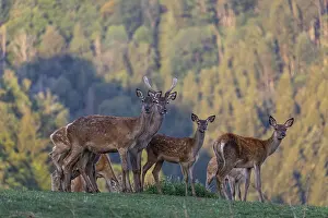 A herd of red deer (Cervus elaphus) standing on a meadow