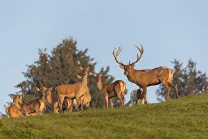 A herd of red deer (Cervus elaphus) standing on a meadow