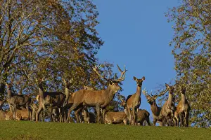 A herd of red deer (Cervus elaphus) standing on a meadow