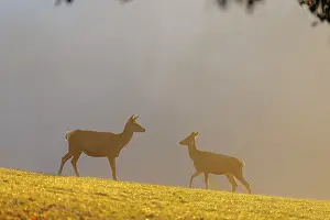 A herd of red deer cows (Cervus elaphus) standing on a meadow in backlit condition