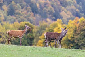 A herd of red deer cows (Cervus elaphus) stands in a meadow