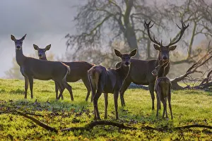 A herd of red deer hind and a stag (Cervus elaphus) stand backlit on a meadow