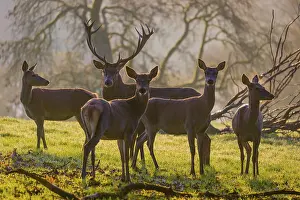 A herd of red deer hind and a stag (Cervus elaphus) stand backlit on a meadow