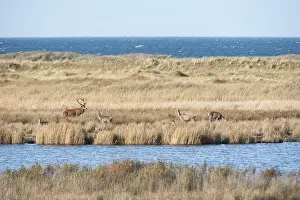 A herd of red deer stands in the reed belt by the Baltic Sea