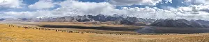 Herd of sheep, dramatic high mountains