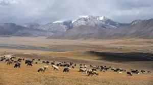 Herd of sheep, dramatic high mountains