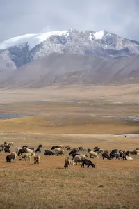 Herd of sheep, dramatic high mountains