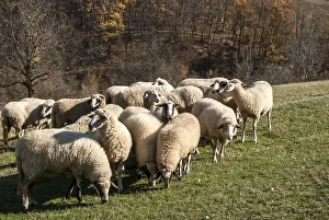 Herd of sheep on mountain pasture in sunny autumn day