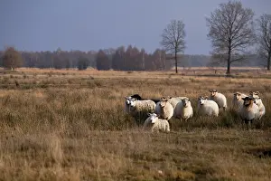 Herd of sheep on savanna in Dwingelderveld