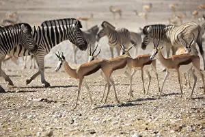 A herd of springboks drinking at the waterhole