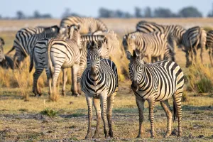 Herd of Steppe Zebras (Equus quagga)