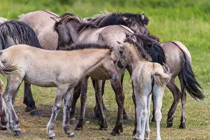 A herd of tarpans (Equus ferus) stands in a clearing in the Masuria tarpan horse reserve