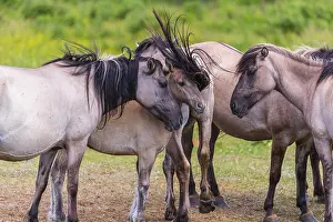 A herd of tarpans (Equus ferus) stands in a clearing in the Masuria tarpan horse reserve