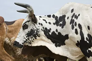 A herd of Watusi cattle walking on a road near Lake Albert