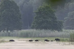 A herd of wild boar (Sus scrofa)