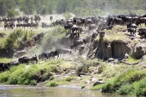 A herd of wildebeest crossing the Mara River in Tanzania