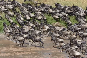 Herd of wildebeests or gnus (Connochaetes taurinus) crossing the Sand River