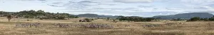 Herd of zebras grazing in the african savanna during the dry season