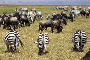 Herd of Zebras and Wildebeest feeding on grass