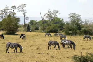 Herd of zebras and wildebeest grazing in the savannah