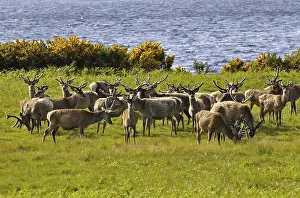 Herde Rothitsche in Schottland | Herd of red deer stags with their antlers in velvet along the side of Loch Brora