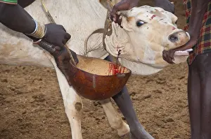Herders taking blood from a cow