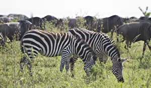 Herds of zebra and wildebeest in the Masai Mara