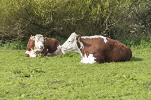 Hereford cattle tow cows chewing cud kneeling in field