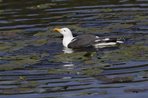 Heringsmove, Larus Fuscus