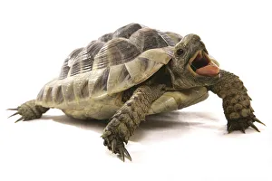 Hermann's Tortoise (Testudo hermanni)