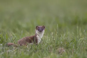 Hermelin, Mustela erminea, stoat