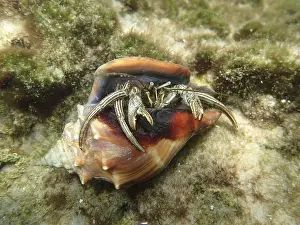 A hermit crab (Pagurus) looks out of its shell