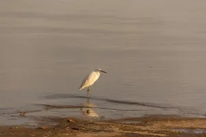 Heron